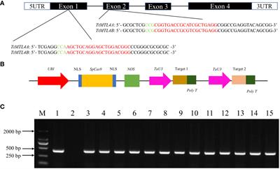 Efficient induction and rapid identification of haploid grains in tetraploid wheat by editing genes TtMTL and pyramiding anthocyanin markers